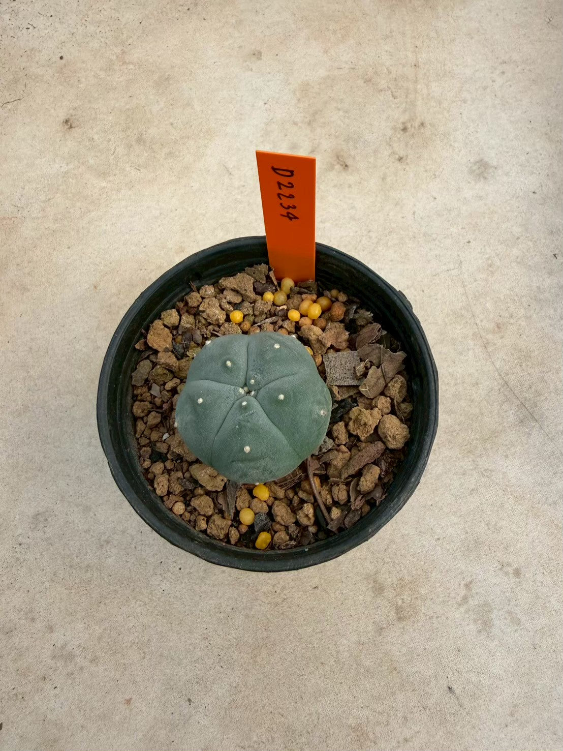 Lophophora williamsii – Peyote Cactus (Seed Grown, 3-3.5 cm, Own Root) 12 years old