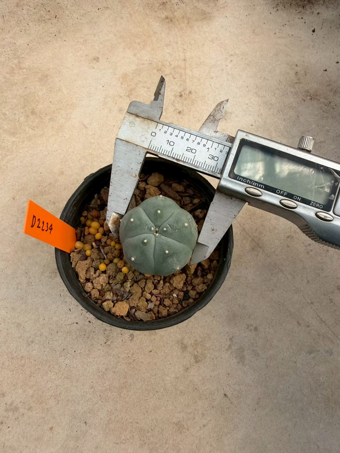 Lophophora williamsii – Peyote Cactus (Seed Grown, 3-3.5 cm, Own Root) 12 years old