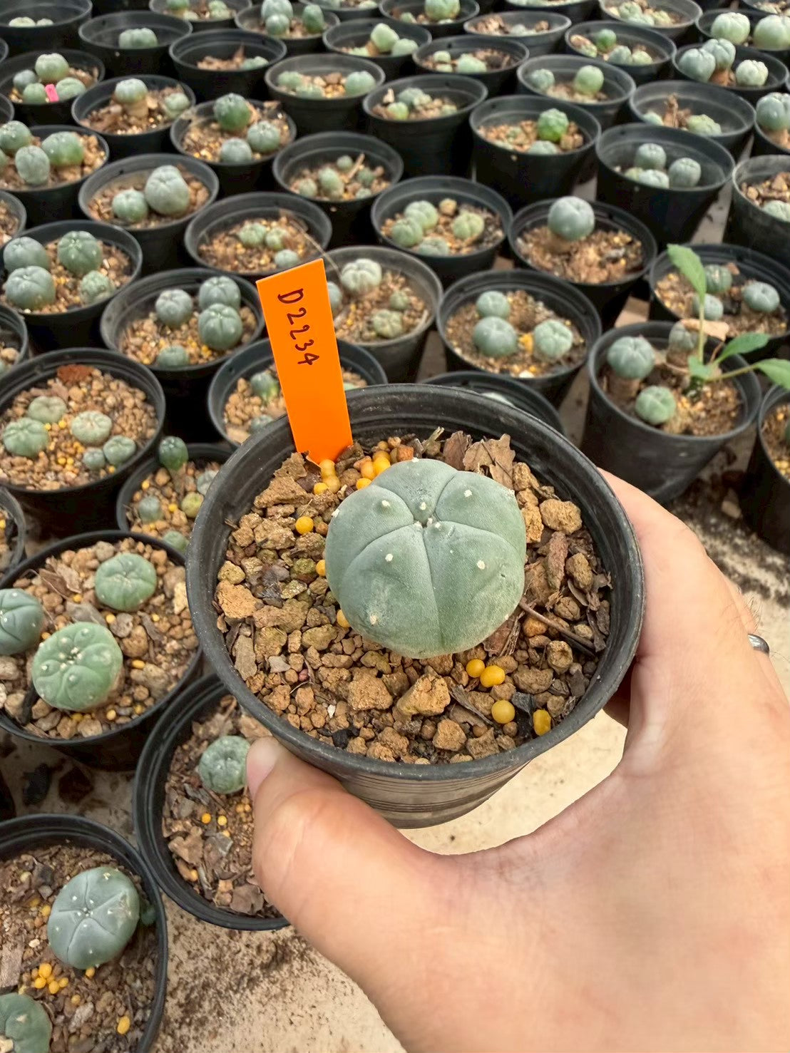 Lophophora williamsii – Peyote Cactus (Seed Grown, 3-3.5 cm, Own Root) 12 years old
