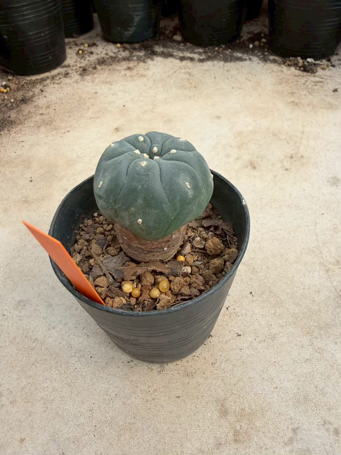 Lophophora williamsii – Peyote Cactus (Seed Grown, 3-3.5 cm, Own Root) 12 years old