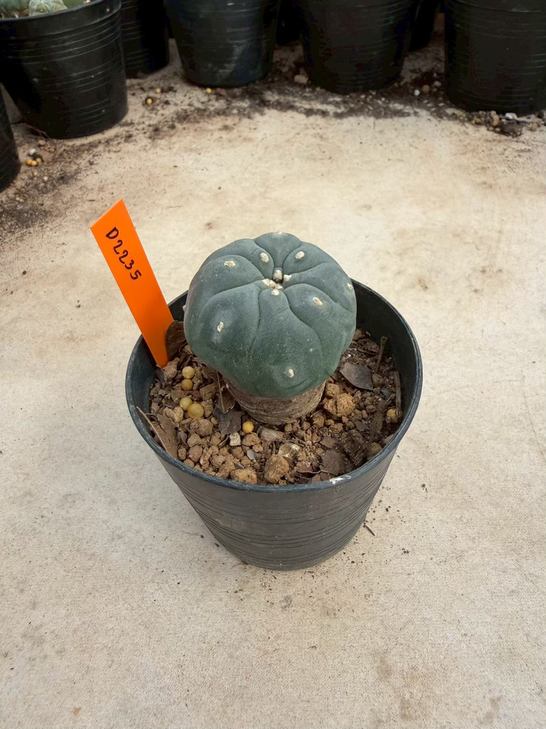 Lophophora williamsii – Peyote Cactus (Seed Grown, 3-3.5 cm, Own Root) 12 years old