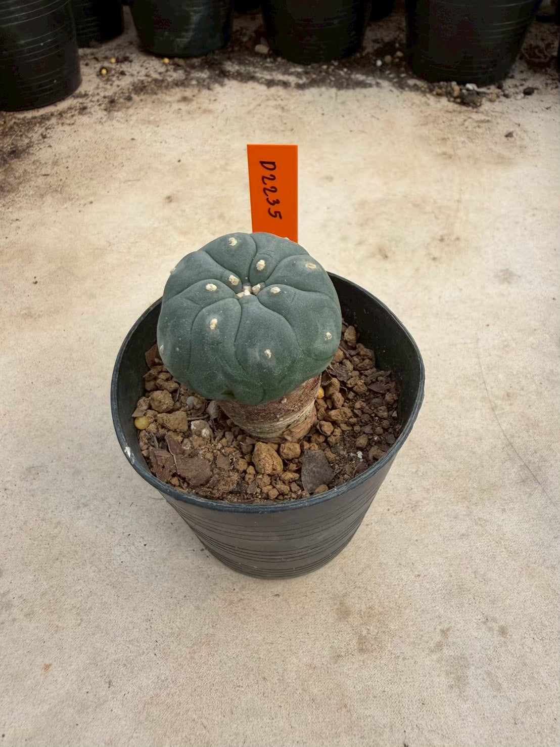 Lophophora williamsii – Peyote Cactus (Seed Grown, 3-3.5 cm, Own Root) 12 years old