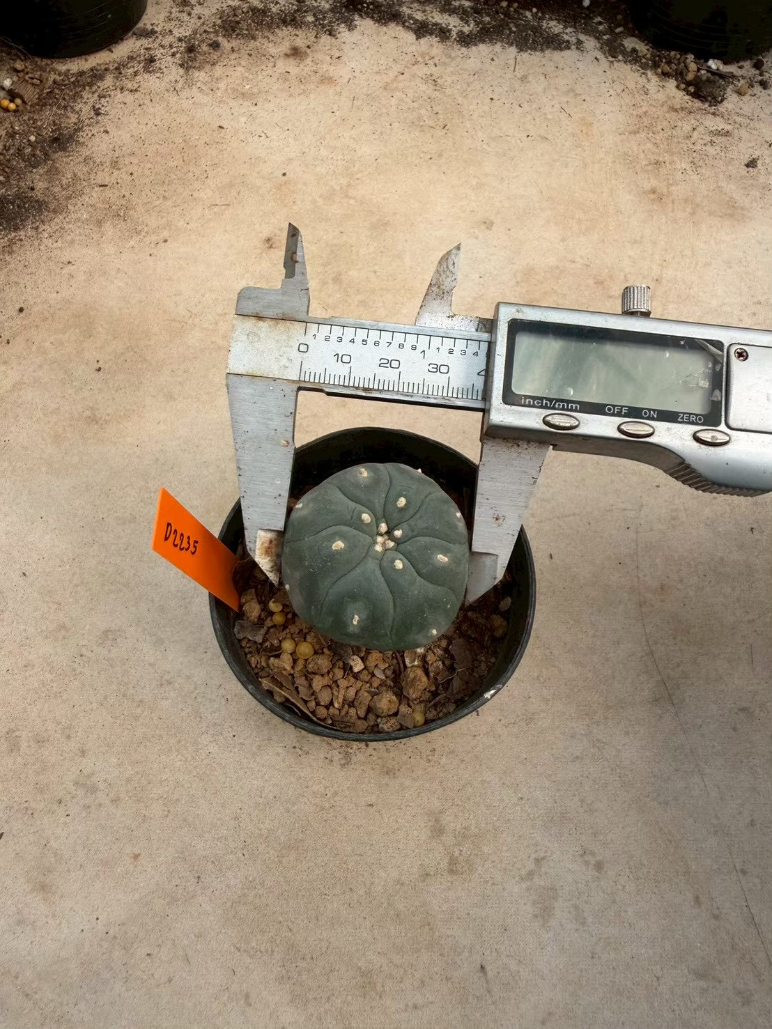 Lophophora williamsii – Peyote Cactus (Seed Grown, 3-3.5 cm, Own Root) 12 years old