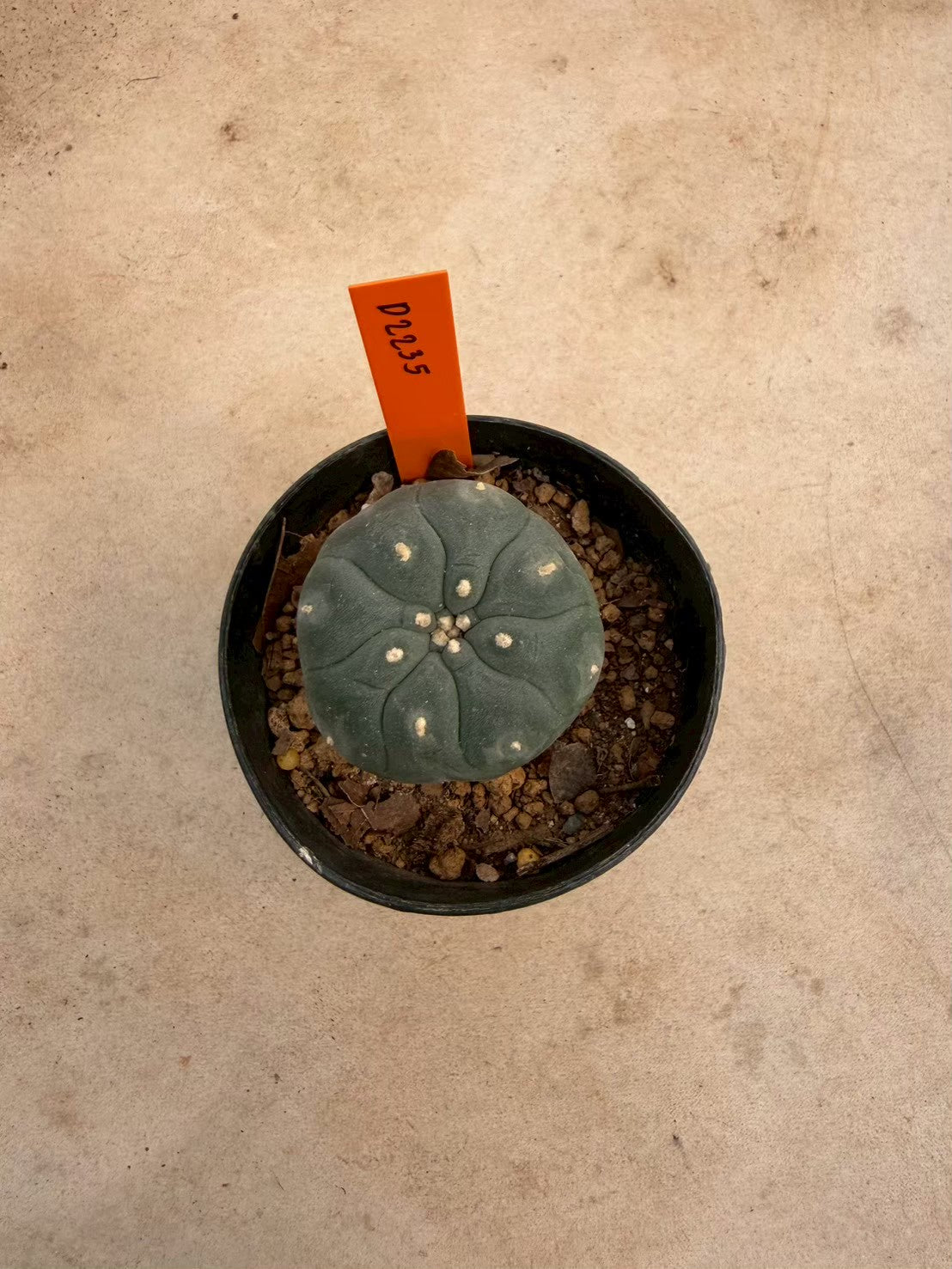 Lophophora williamsii – Peyote Cactus (Seed Grown, 3-3.5 cm, Own Root) 12 years old