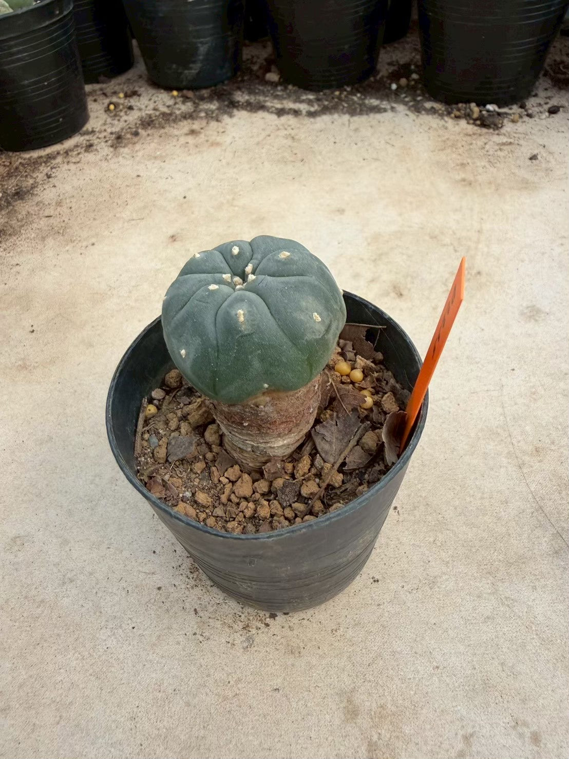 Lophophora williamsii – Peyote Cactus (Seed Grown, 3-3.5 cm, Own Root) 12 years old