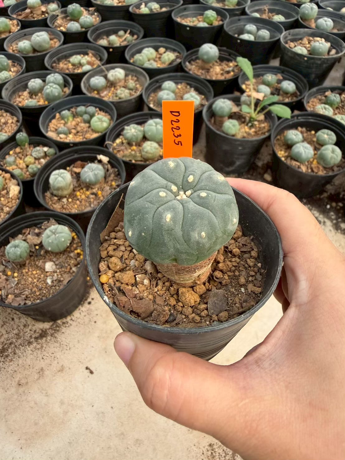 Lophophora williamsii – Peyote Cactus (Seed Grown, 3-3.5 cm, Own Root) 12 years old