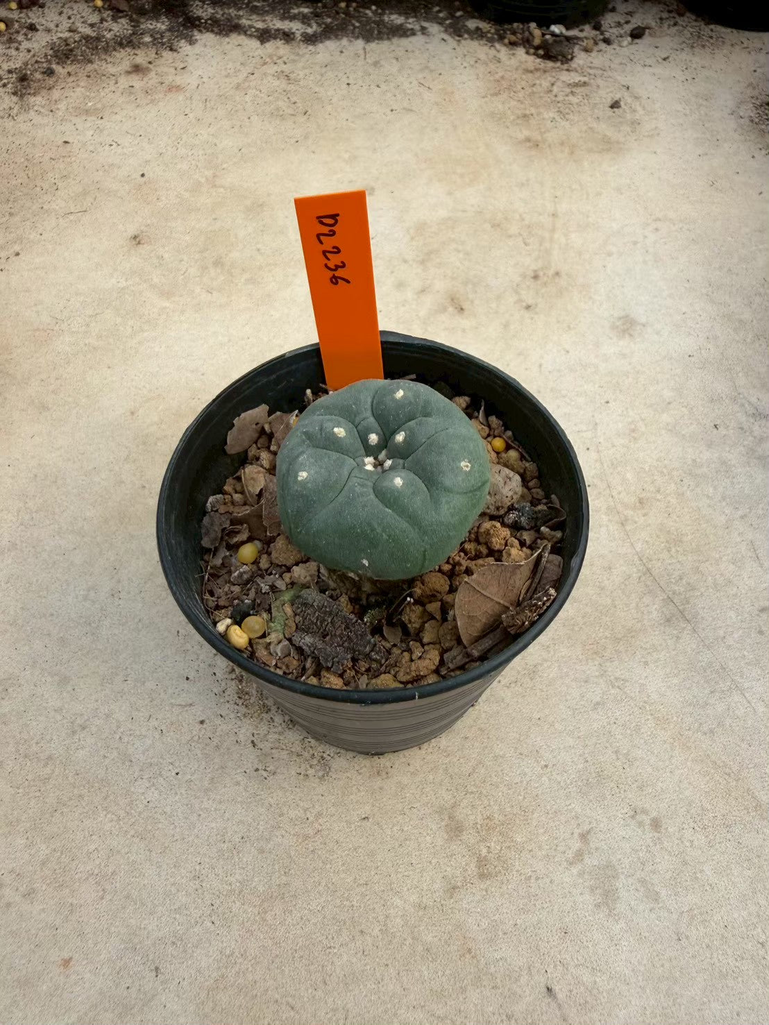 Lophophora williamsii – Peyote Cactus (Seed Grown, 3-3.5 cm, Own Root) 12 years old