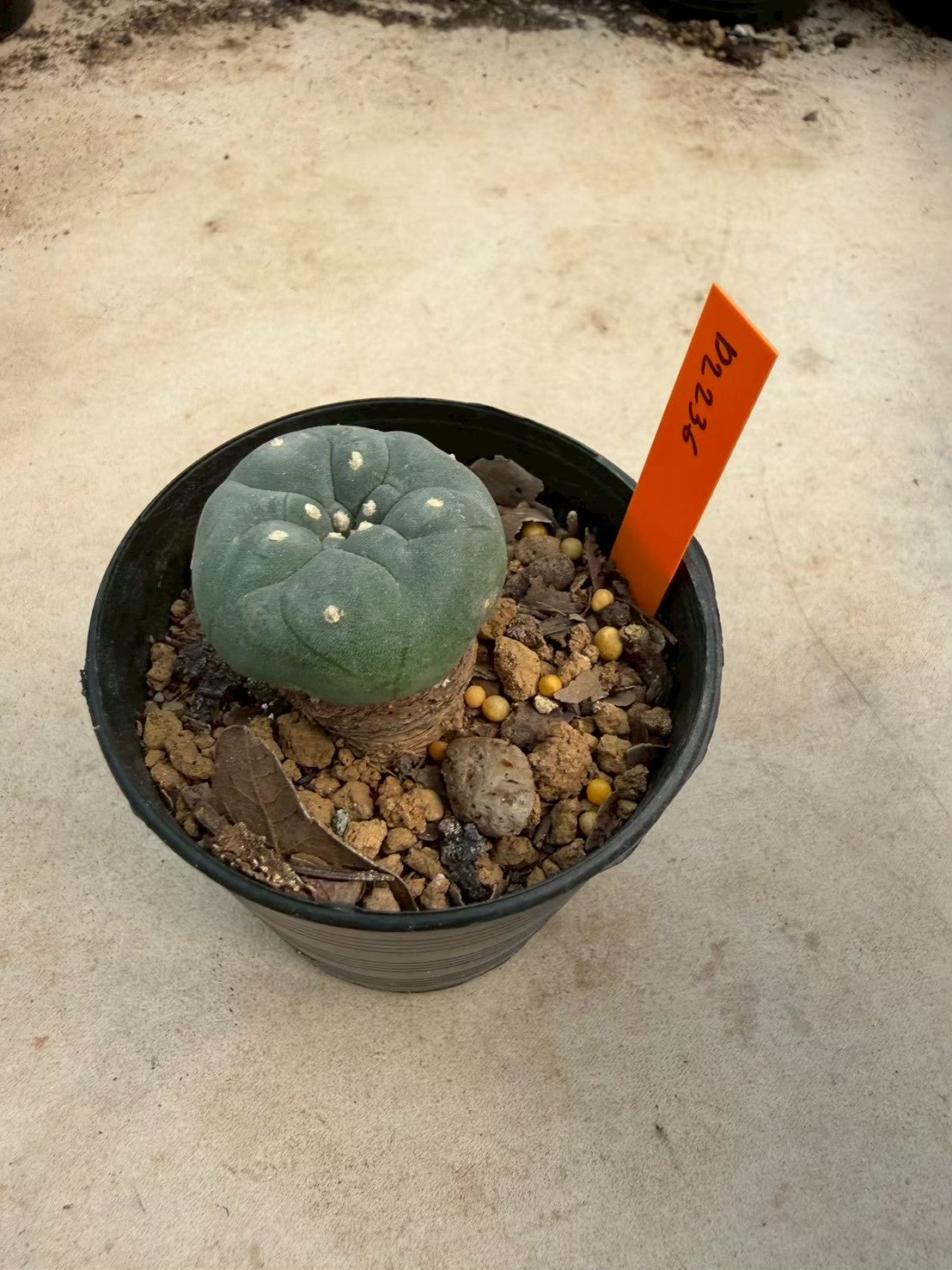 Lophophora williamsii – Peyote Cactus (Seed Grown, 3-3.5 cm, Own Root) 12 years old