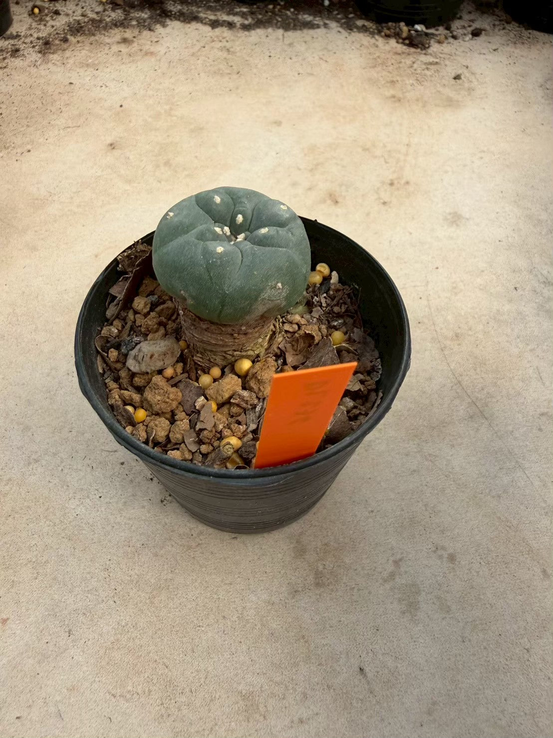 Lophophora williamsii – Peyote Cactus (Seed Grown, 3-3.5 cm, Own Root) 12 years old