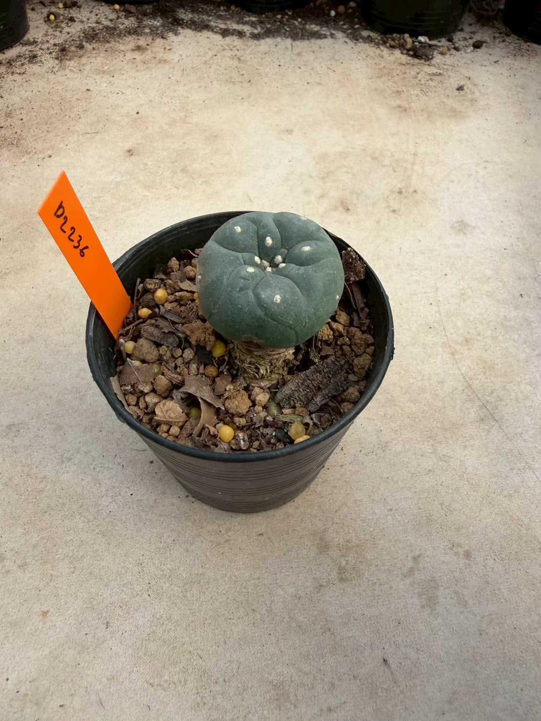Lophophora williamsii – Peyote Cactus (Seed Grown, 3-3.5 cm, Own Root) 12 years old
