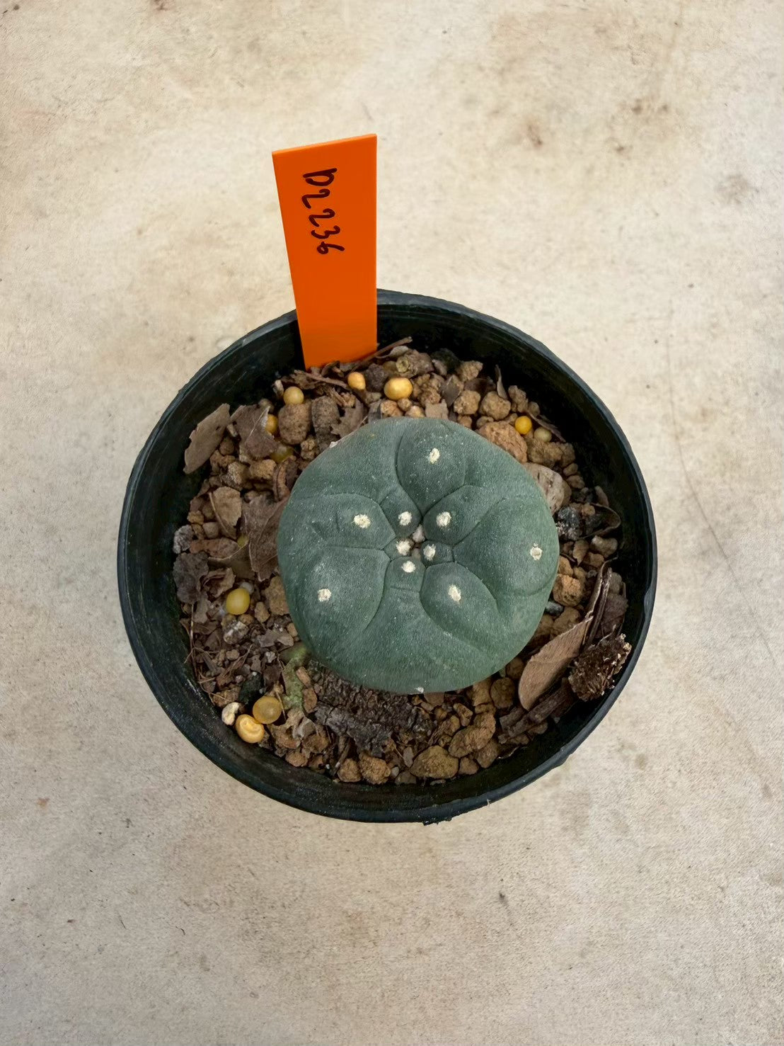Lophophora williamsii – Peyote Cactus (Seed Grown, 3-3.5 cm, Own Root) 12 years old