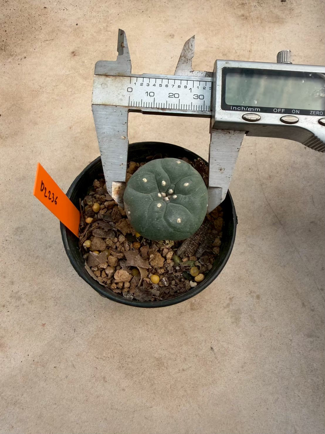 Lophophora williamsii – Peyote Cactus (Seed Grown, 3-3.5 cm, Own Root) 12 years old