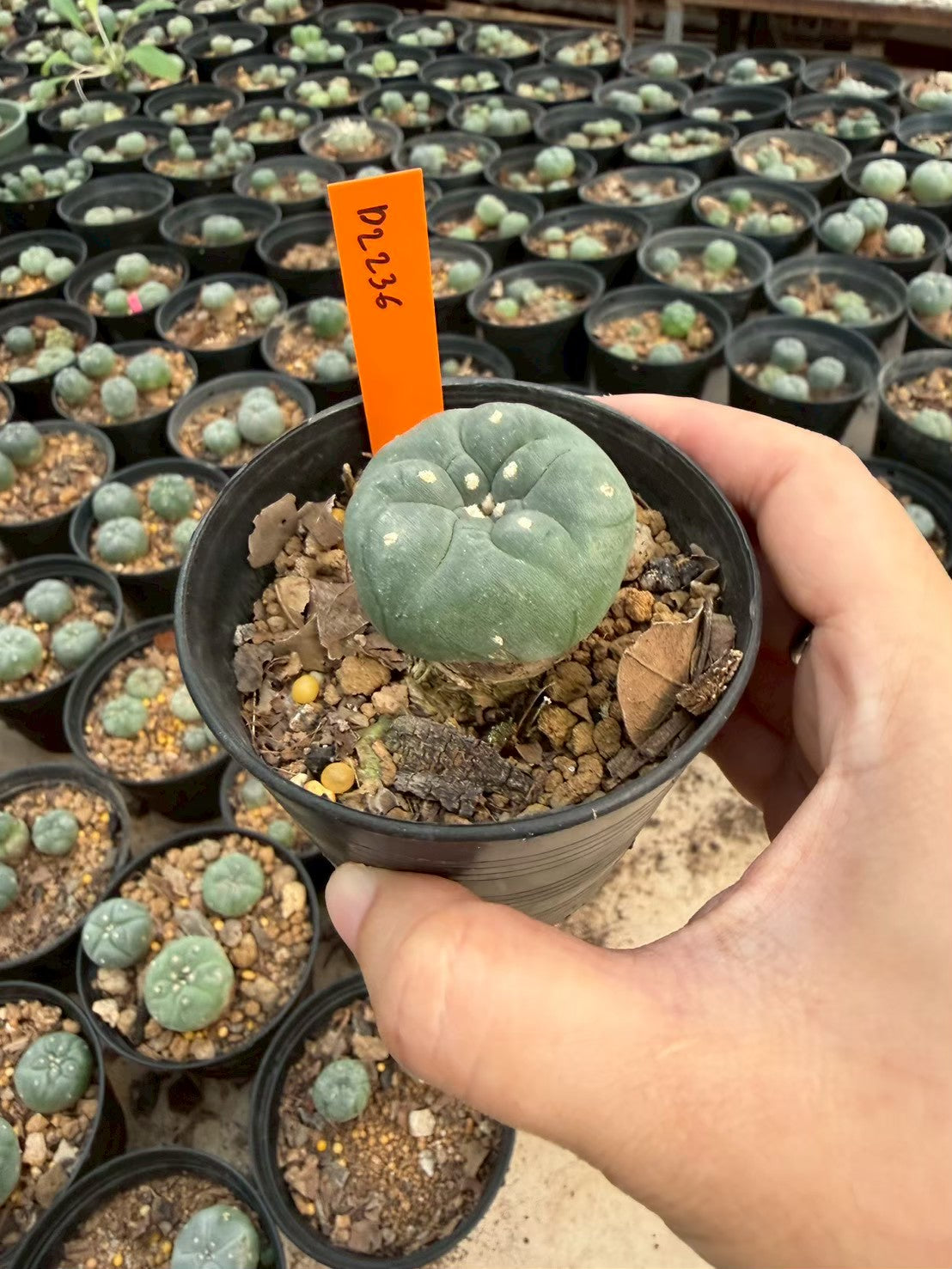 Lophophora williamsii – Peyote Cactus (Seed Grown, 3-3.5 cm, Own Root) 12 years old