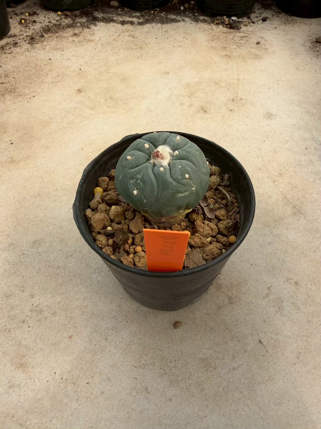 Lophophora williamsii – Peyote Cactus (Seed Grown, 3-3.5 cm, Own Root) 12 years old