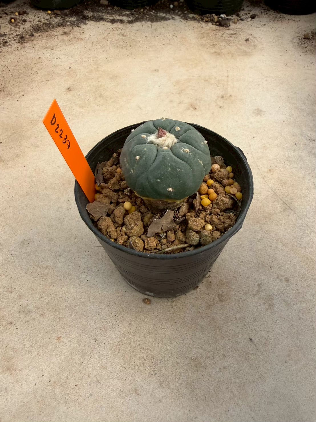 Lophophora williamsii – Peyote Cactus (Seed Grown, 3-3.5 cm, Own Root) 12 years old