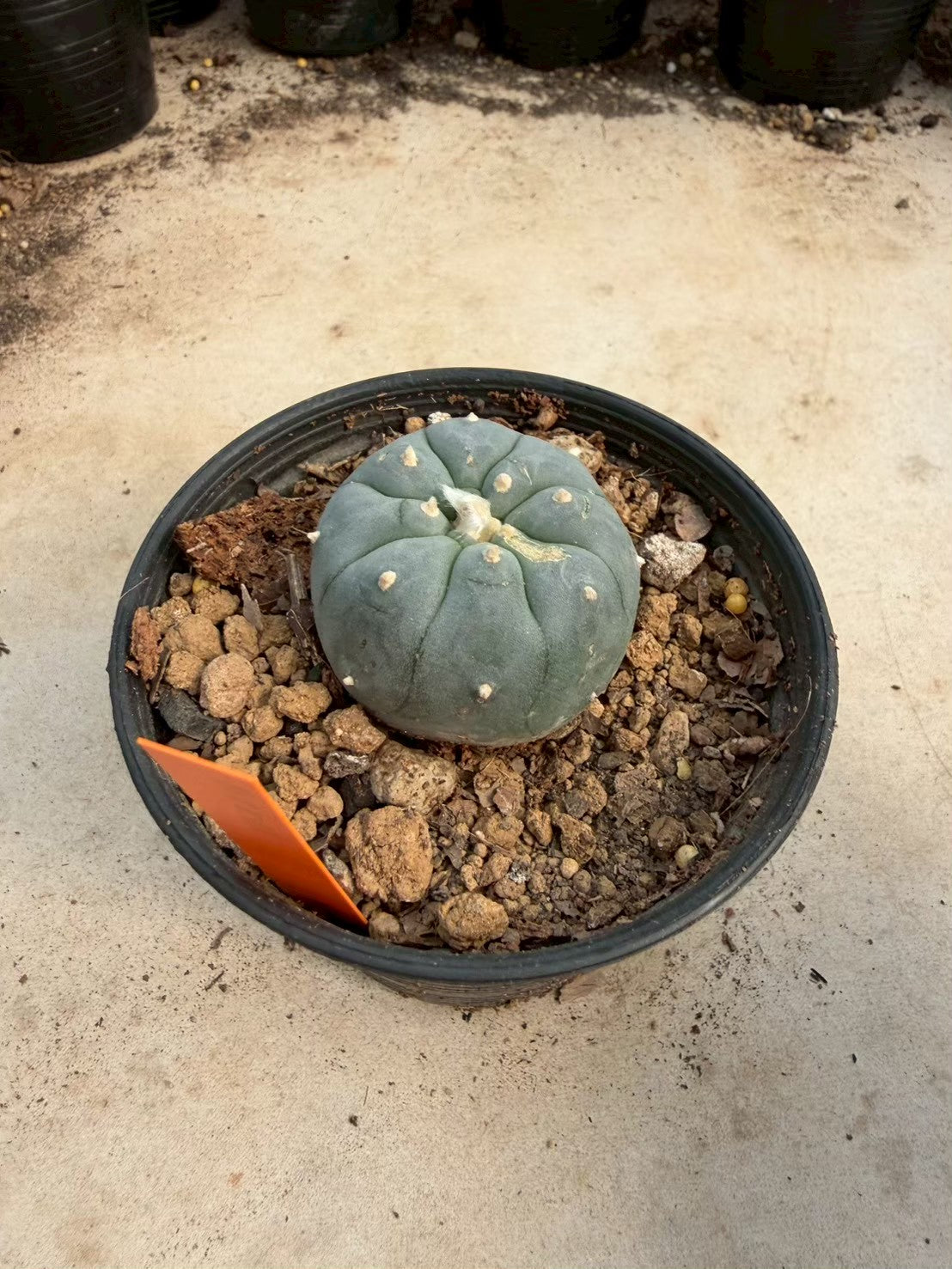 Lophophora williamsii – Peyote Cactus (Seed Grown, 3-3.5 cm, Own Root) 12 years old