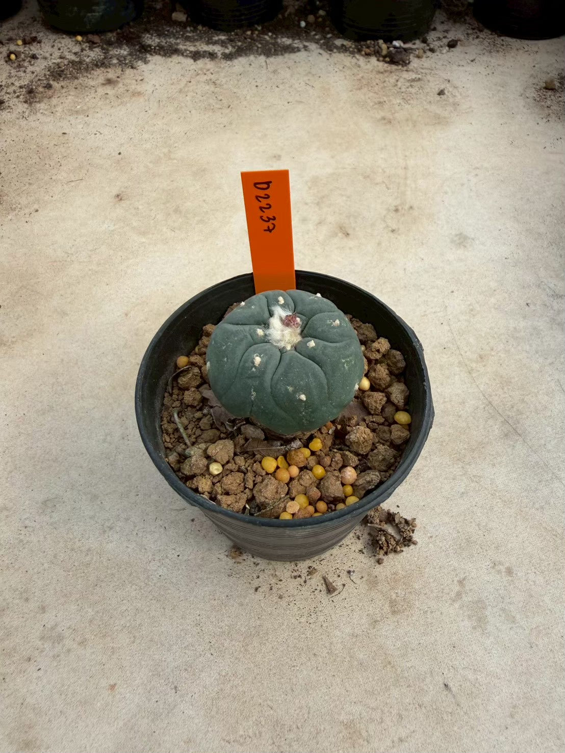 Lophophora williamsii – Peyote Cactus (Seed Grown, 3-3.5 cm, Own Root) 12 years old