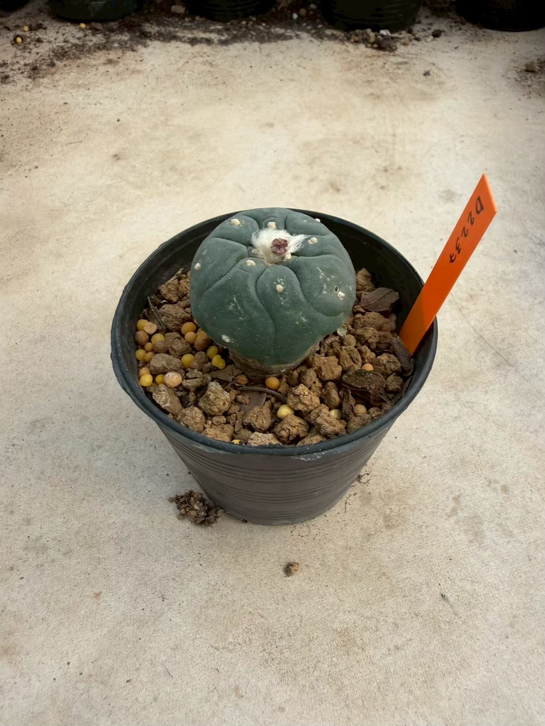 Lophophora williamsii – Peyote Cactus (Seed Grown, 3-3.5 cm, Own Root) 12 years old