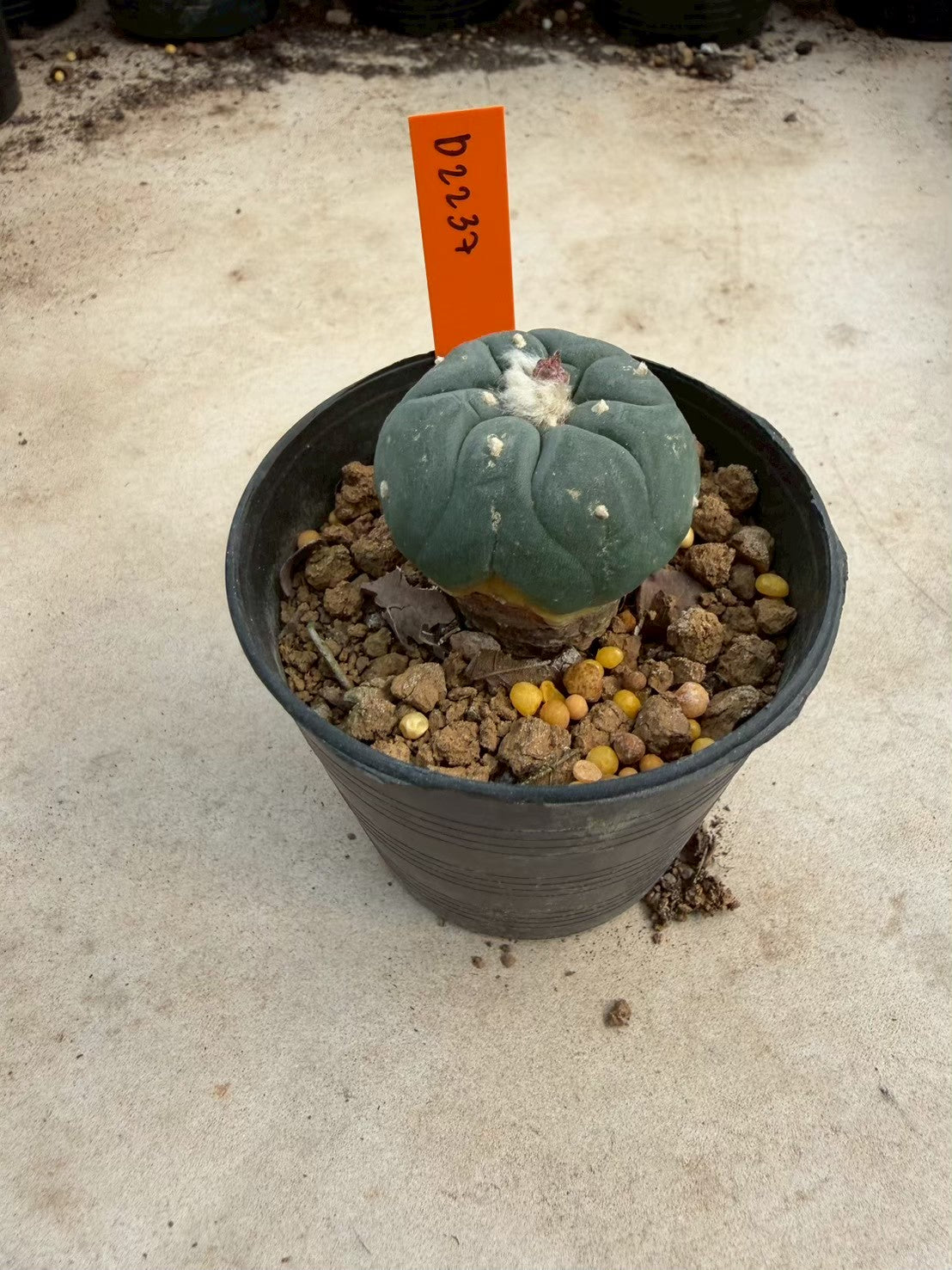 Lophophora williamsii – Peyote Cactus (Seed Grown, 3-3.5 cm, Own Root) 12 years old