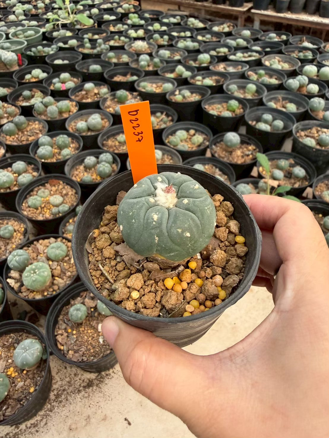 Lophophora williamsii – Peyote Cactus (Seed Grown, 3-3.5 cm, Own Root) 12 years old
