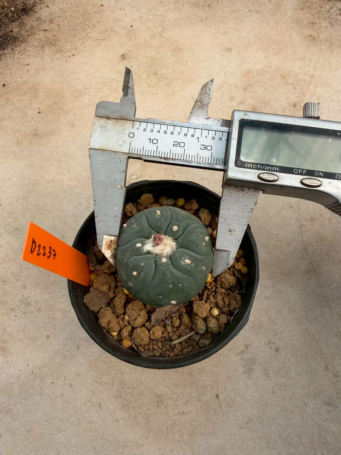 Lophophora williamsii – Peyote Cactus (Seed Grown, 3-3.5 cm, Own Root) 12 years old