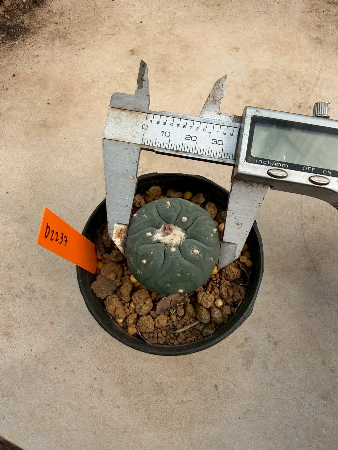 Lophophora williamsii – Peyote Cactus (Seed Grown, 3-3.5 cm, Own Root) 12 years old