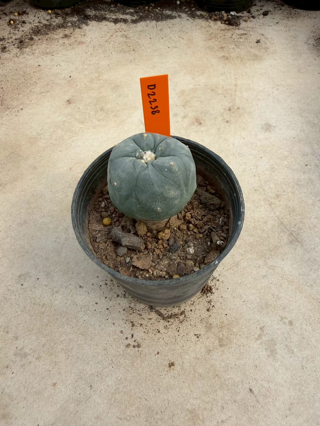 Lophophora williamsii – Peyote Cactus (Seed Grown, 3-3.5 cm, Own Root) 12 years old