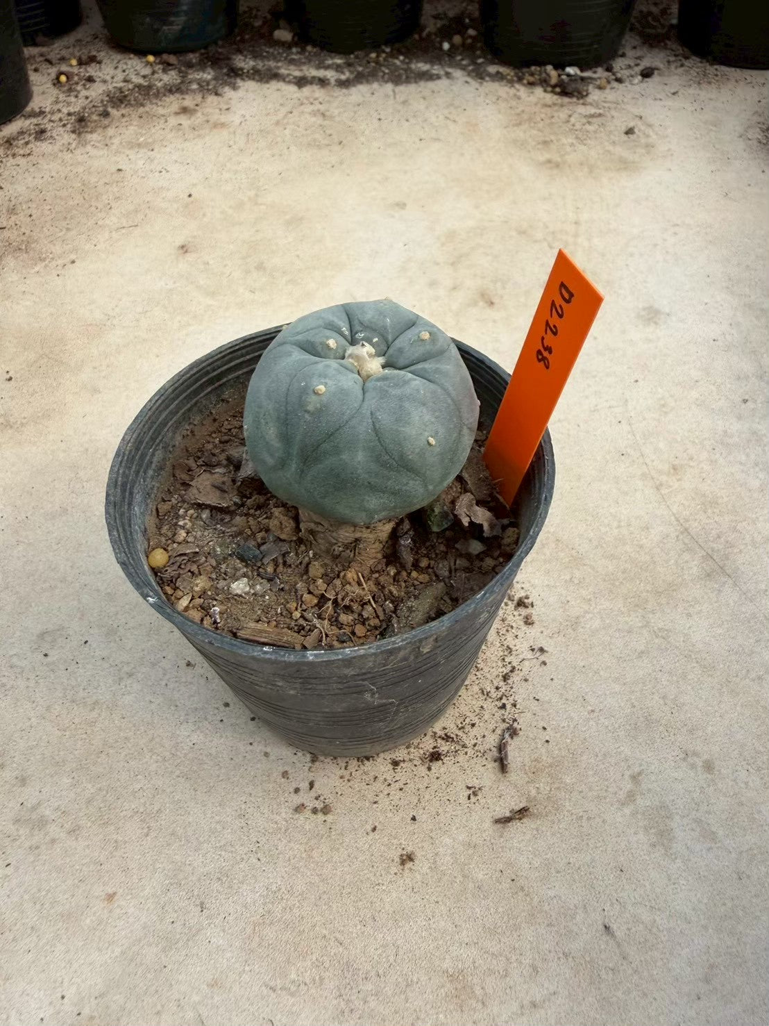 Lophophora williamsii – Peyote Cactus (Seed Grown, 3-3.5 cm, Own Root) 12 years old