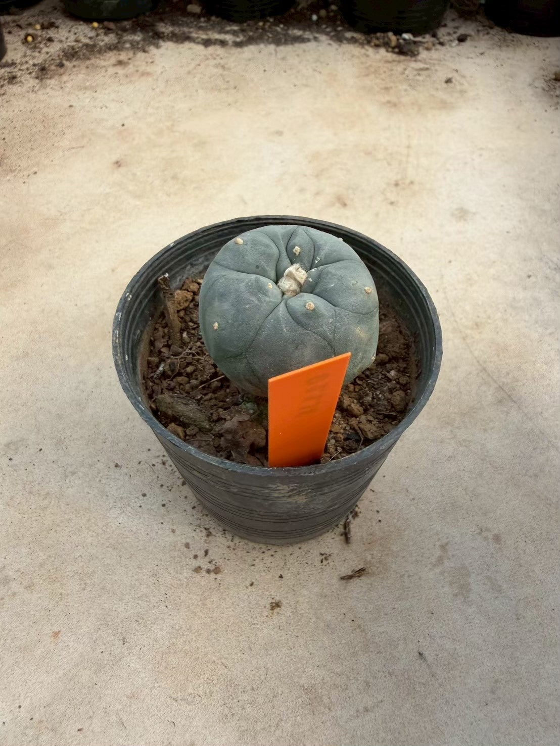 Lophophora williamsii – Peyote Cactus (Seed Grown, 3-3.5 cm, Own Root) 12 years old