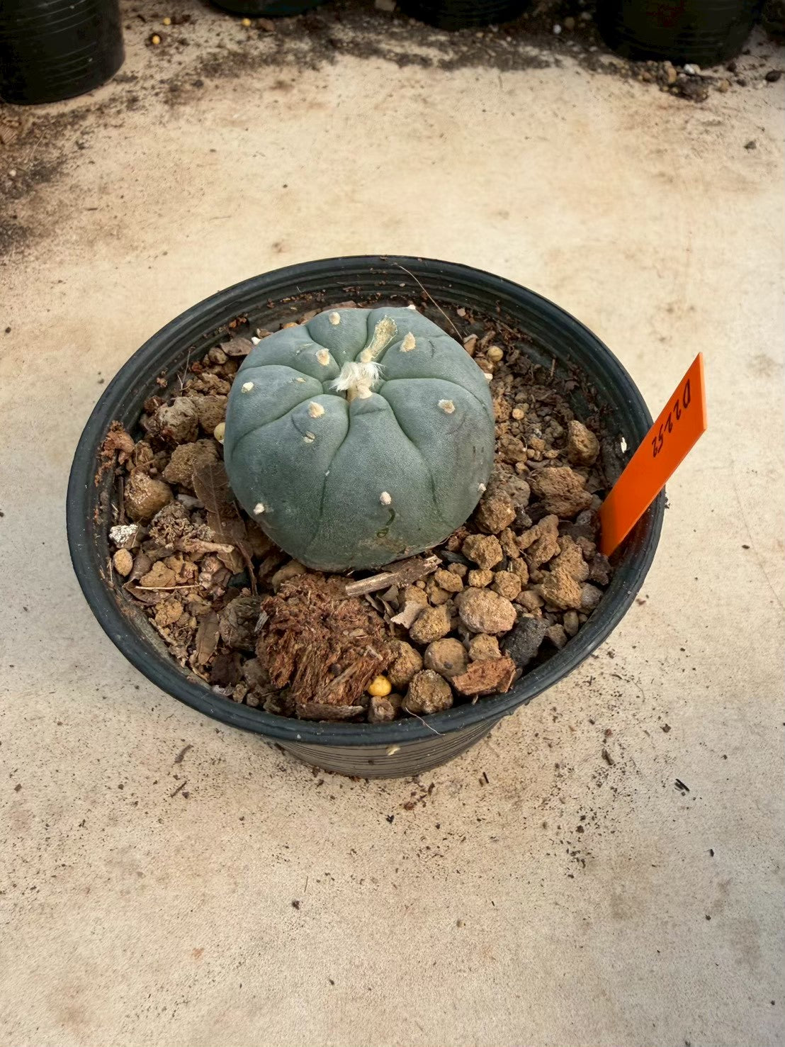 Lophophora williamsii – Peyote Cactus (Seed Grown, 3-3.5 cm, Own Root) 12 years old
