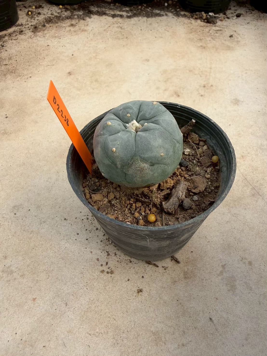 Lophophora williamsii – Peyote Cactus (Seed Grown, 3-3.5 cm, Own Root) 12 years old