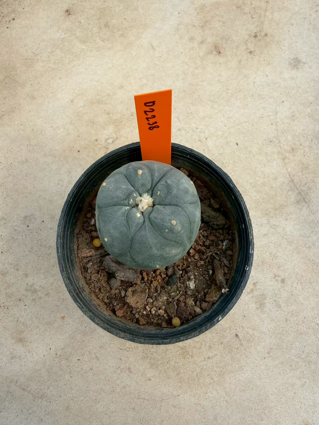 Lophophora williamsii – Peyote Cactus (Seed Grown, 3-3.5 cm, Own Root) 12 years old