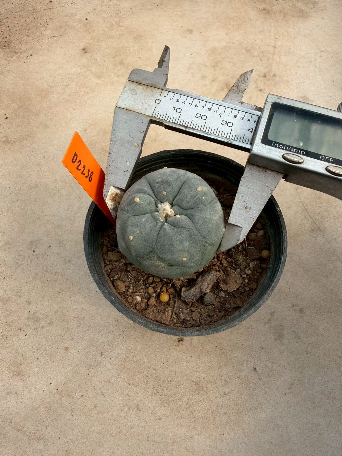 Lophophora williamsii – Peyote Cactus (Seed Grown, 3-3.5 cm, Own Root) 12 years old