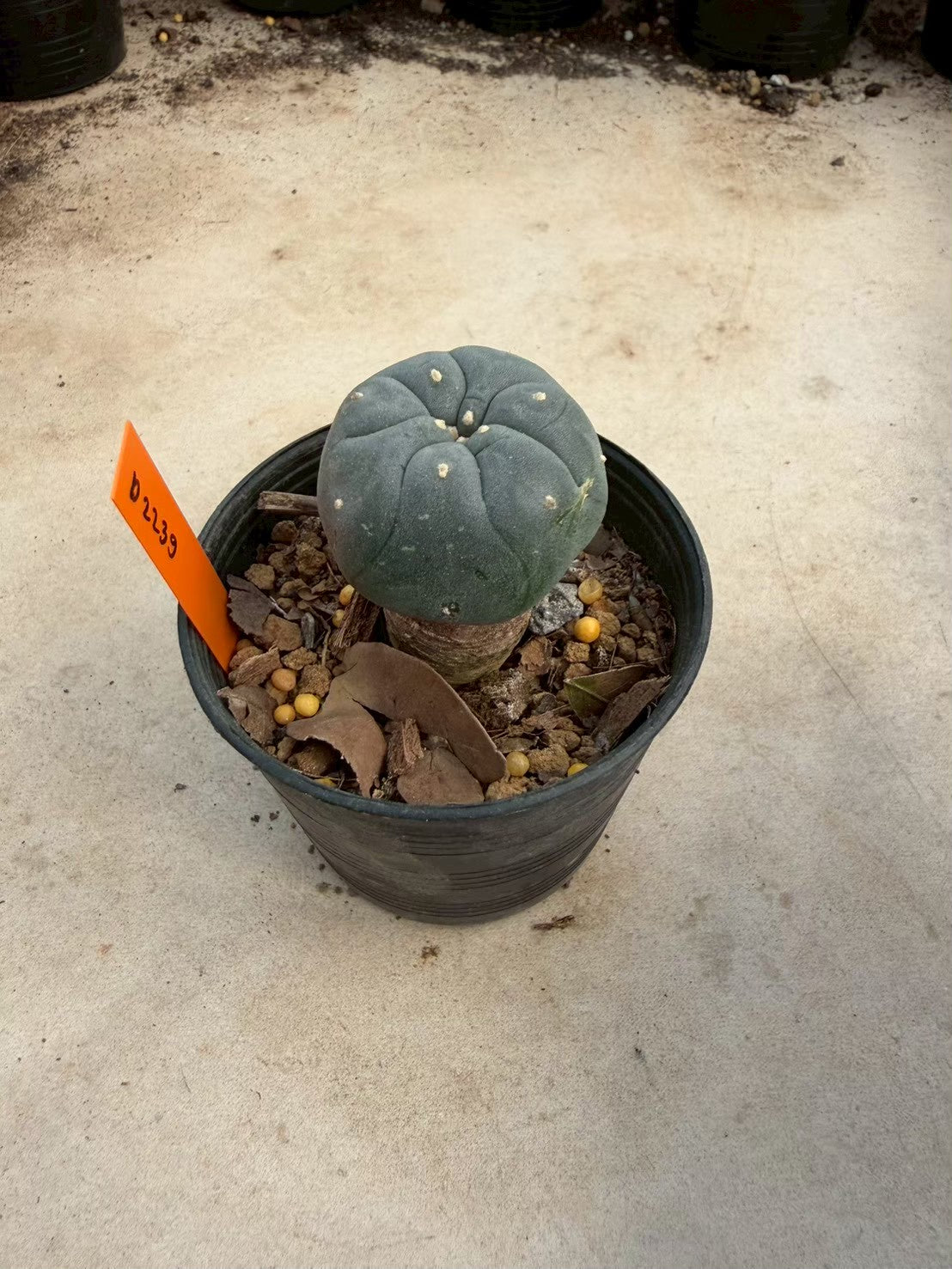 Lophophora williamsii – Peyote Cactus (Seed Grown, 3-3.5 cm, Own Root) 12 years old