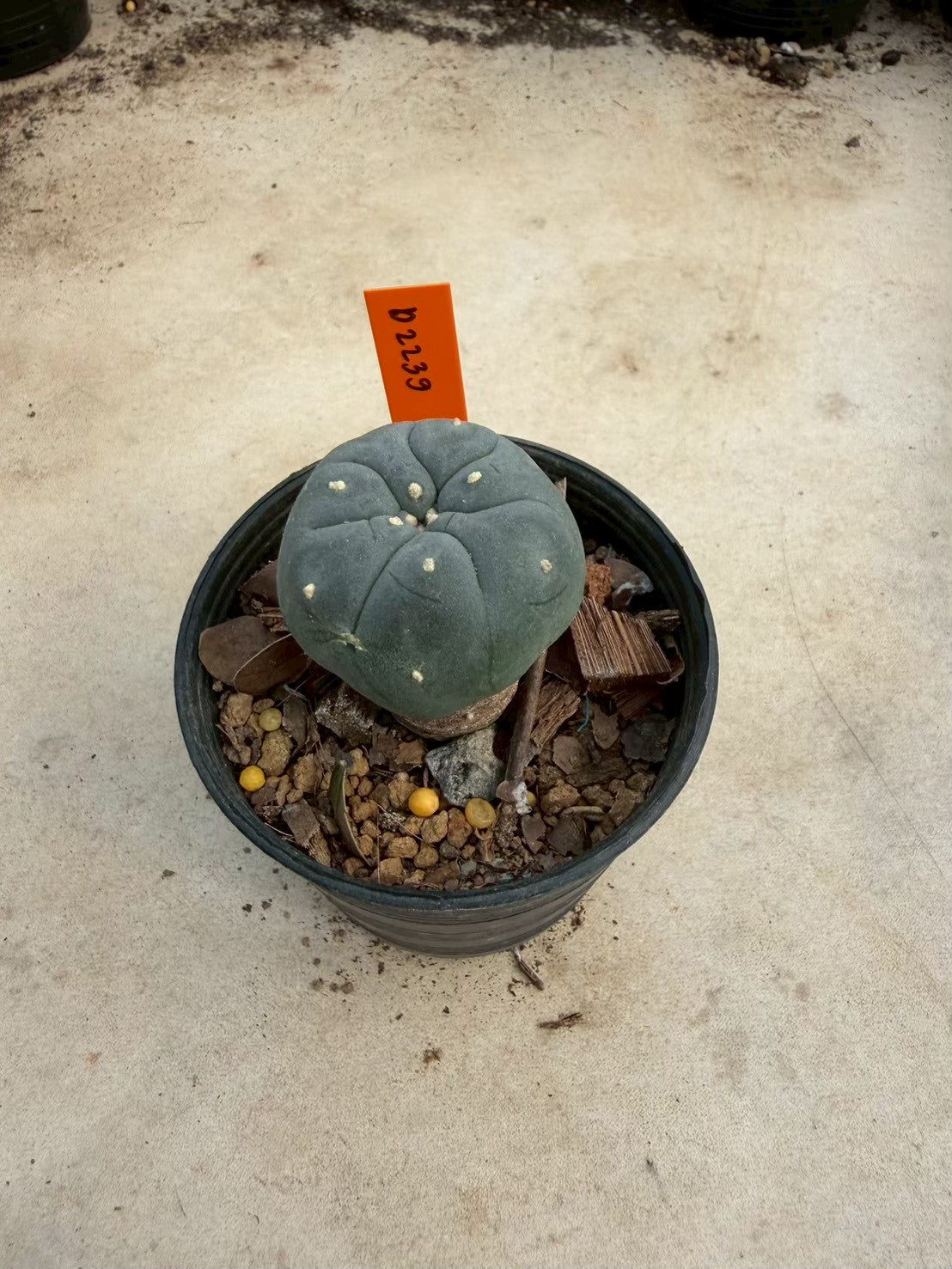Lophophora williamsii – Peyote Cactus (Seed Grown, 3-3.5 cm, Own Root) 12 years old