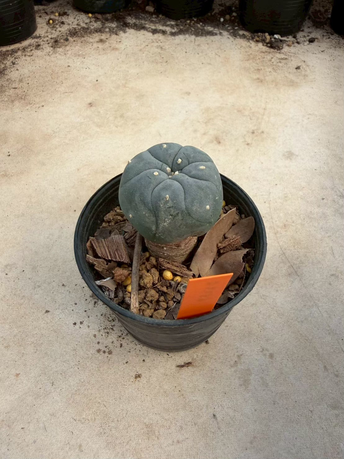 Lophophora williamsii – Peyote Cactus (Seed Grown, 3-3.5 cm, Own Root) 12 years old