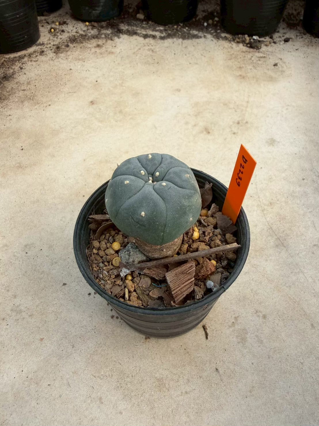 Lophophora williamsii – Peyote Cactus (Seed Grown, 3-3.5 cm, Own Root) 12 years old