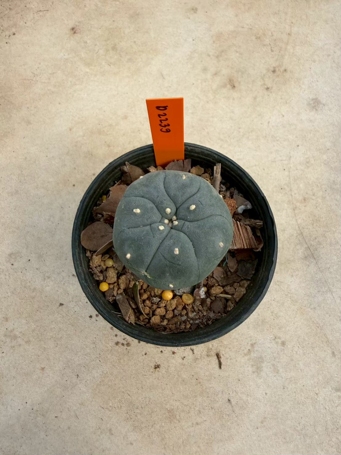 Lophophora williamsii – Peyote Cactus (Seed Grown, 3-3.5 cm, Own Root) 12 years old