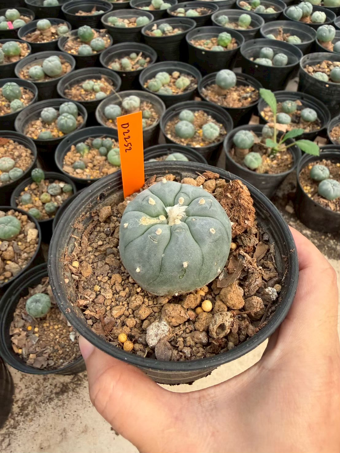 Lophophora williamsii – Peyote Cactus (Seed Grown, 3-3.5 cm, Own Root) 12 years old
