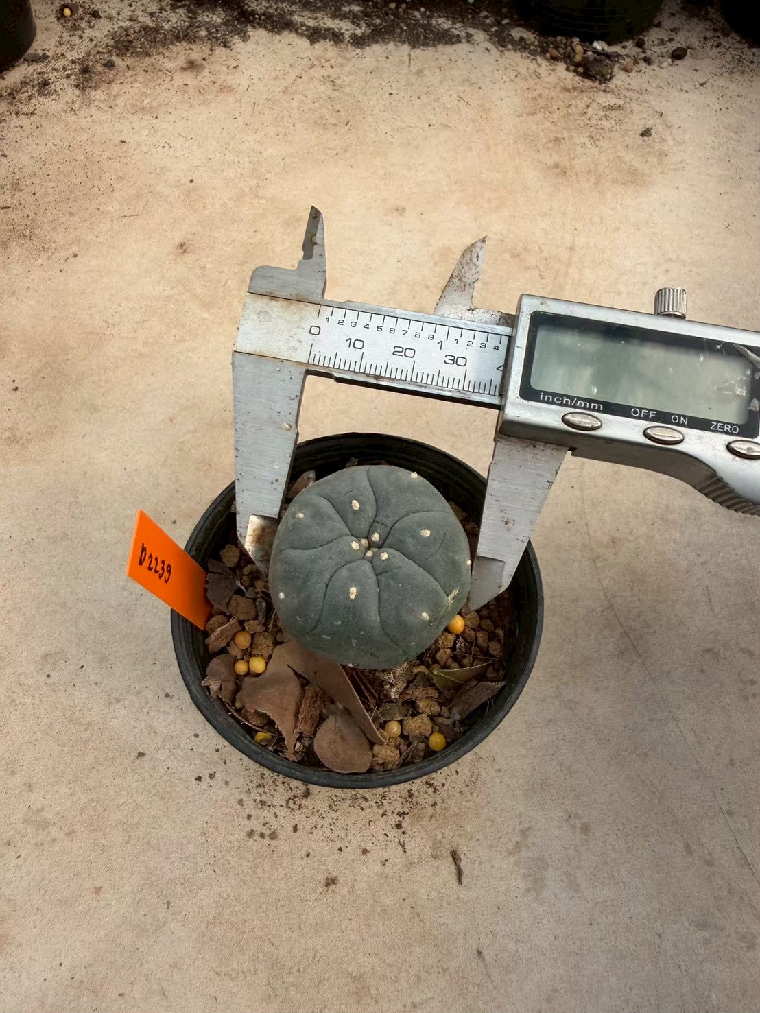 Lophophora williamsii – Peyote Cactus (Seed Grown, 3-3.5 cm, Own Root) 12 years old