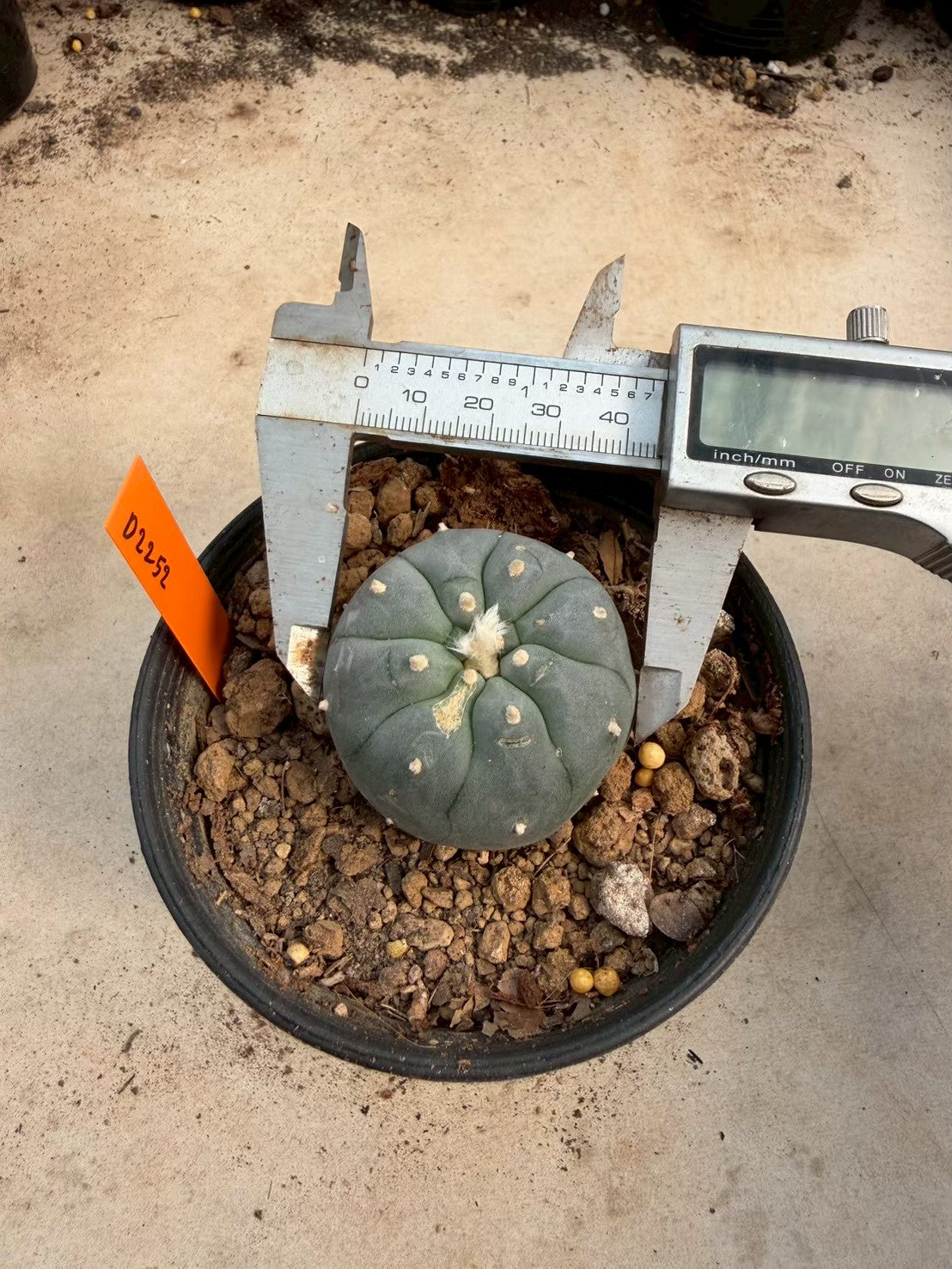 Lophophora williamsii – Peyote Cactus (Seed Grown, 3-3.5 cm, Own Root) 12 years old