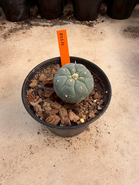 Lophophora williamsii – Peyote Cactus (Seed Grown, 3-3.5 cm, Own Root) 12 years old