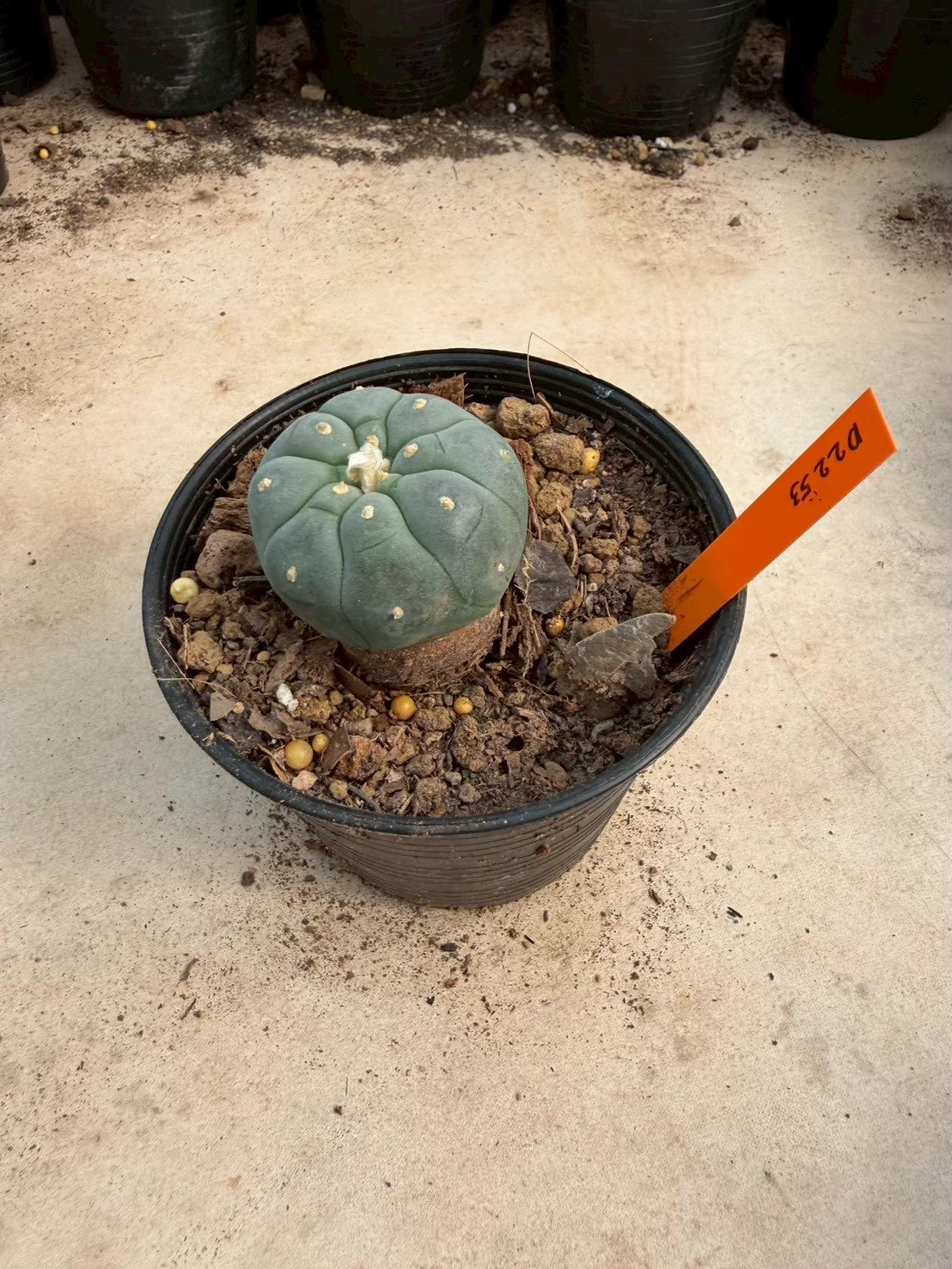 Lophophora williamsii – Peyote Cactus (Seed Grown, 3-3.5 cm, Own Root) 12 years old