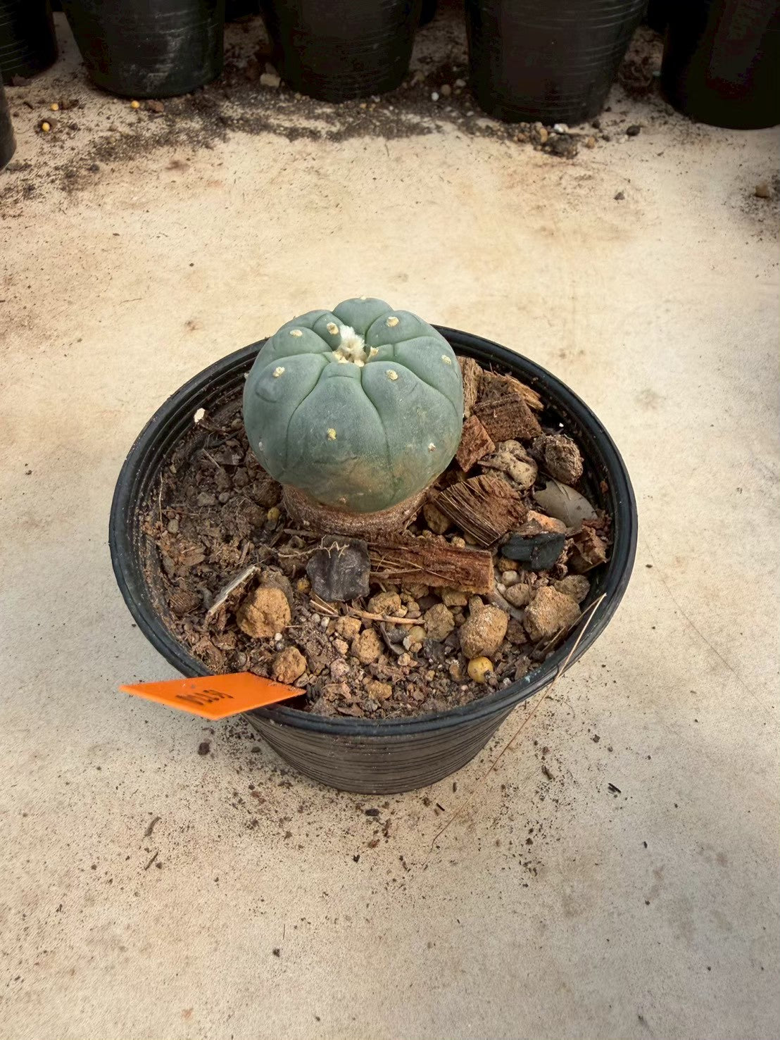 Lophophora williamsii – Peyote Cactus (Seed Grown, 3-3.5 cm, Own Root) 12 years old