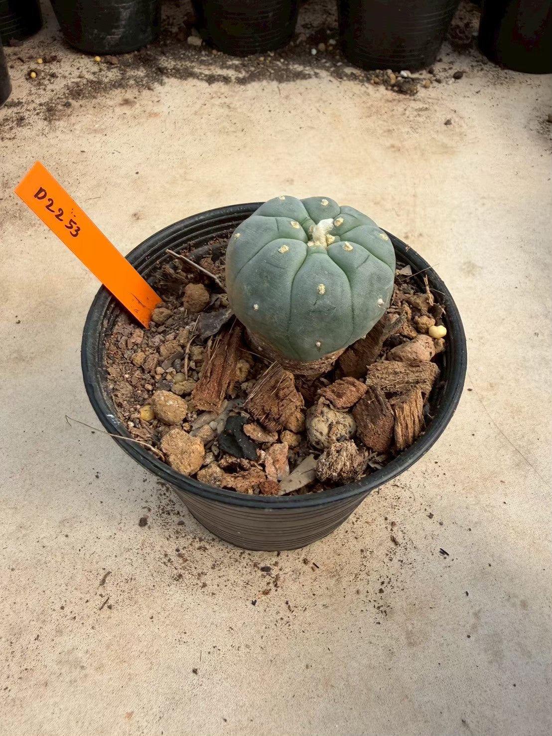 Lophophora williamsii – Peyote Cactus (Seed Grown, 3-3.5 cm, Own Root) 12 years old