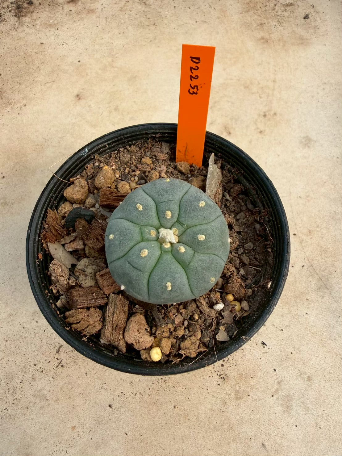 Lophophora williamsii – Peyote Cactus (Seed Grown, 3-3.5 cm, Own Root) 12 years old