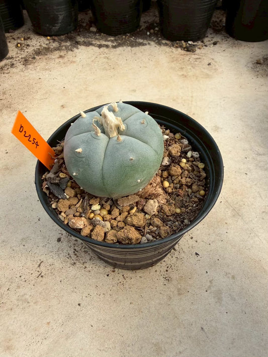 Lophophora williamsii – Peyote Cactus (Seed Grown, 3-3.5 cm, Own Root) 12 years old