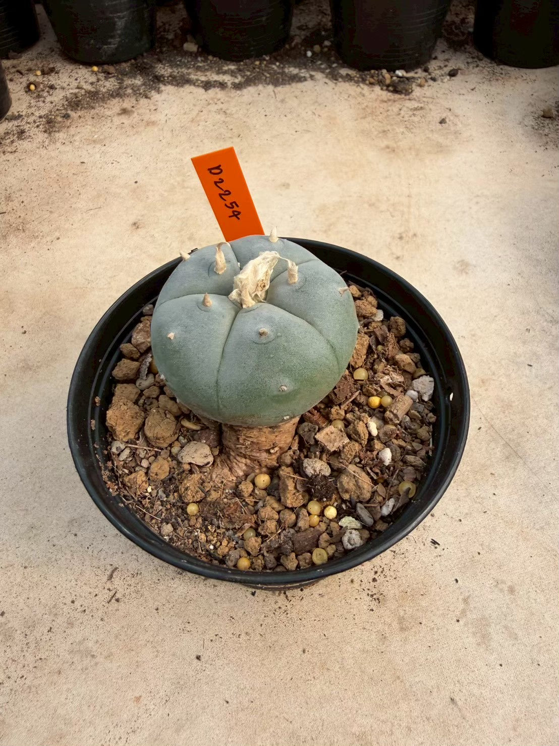 Lophophora williamsii – Peyote Cactus (Seed Grown, 3-3.5 cm, Own Root) 12 years old