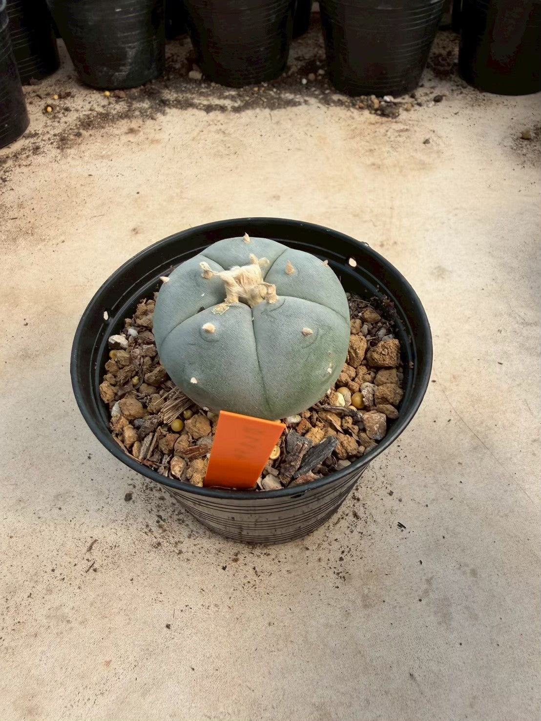 Lophophora williamsii – Peyote Cactus (Seed Grown, 3-3.5 cm, Own Root) 12 years old
