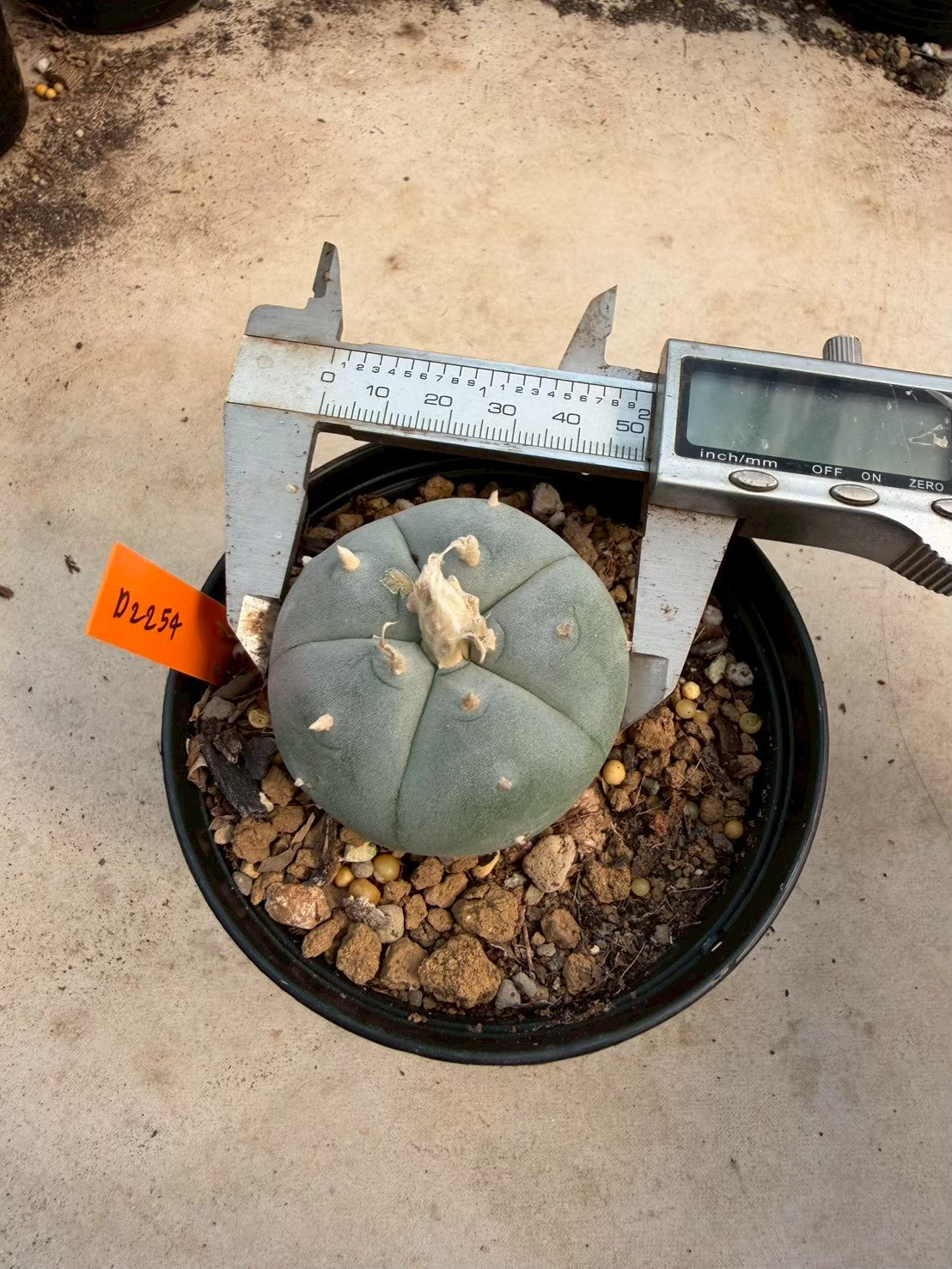 Lophophora williamsii – Peyote Cactus (Seed Grown, 3-3.5 cm, Own Root) 12 years old